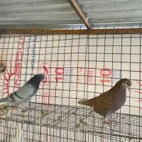 کفتر دمسفید و سروتهی قزوینی