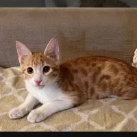 بچه گربه|گربه|مشهد, طلاب|دیوار