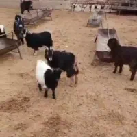 بزغاله (میش بره بز)|حیوانات مزرعه|پاکدشت, پارچین|دیوار