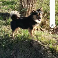 سگ پامر اشپیتز