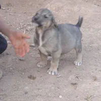 واگذاری حیوان اصیل|سگ|هشترود, |دیوار