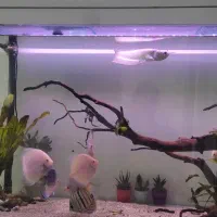 ماهی اروانا|ماهی|سنندج, |دیوار