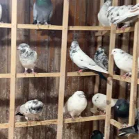 کبوتر|پرنده|رشت, استادسرا|دیوار