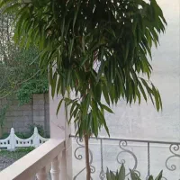 گل آمستل بزرگ تنه دار