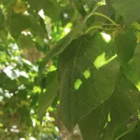 فروش باغ نقلی بوز ـخضرآباد|فروش خانه و ویلا|خضر آباد, |دیوار