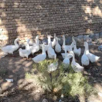 تعدادی قوغاز سفیدچینی واوکراینی بفروش میرسد