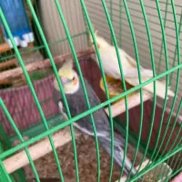 عروس هلندی ( ۴ عدد )