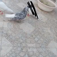 سرور دم سفید