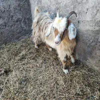 بز غاله جوان چاق|حیوانات مزرعه|ایواوغلی, |دیوار