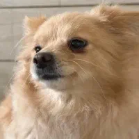 سگ نژاد پامر