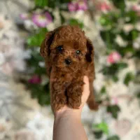 پاینی پودل رد