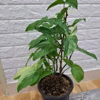 گل طبیعی خانه|گل و گیاه طبیعی|محمدیه-قزوین, |دیوار