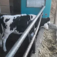 گاو وگوساله|حیوانات مزرعه|برخوار, |دیوار