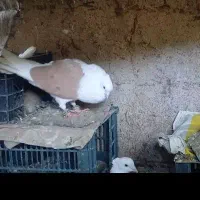 شوزارد مهام