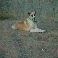 سگ گله ای دهن پاک