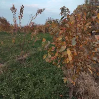 باغ زردالو|فروش دفتر صنعتی، کشاورزی، تجاری|نوشین شهر, |دیوار