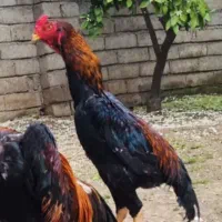 ۲تاجوجه خروس لاری۶ماهه نسل درجه یک