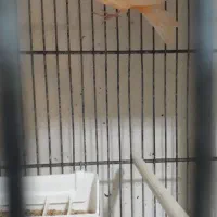 قناری رد فکتور بدون رنگ دانه