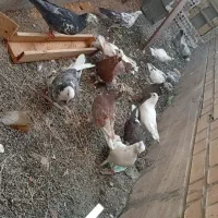 کبوتر|پرنده|رباطکریم, شهرک صنعتی نصیرآباد|دیوار