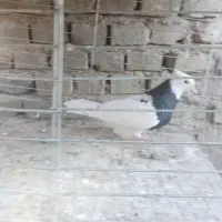 کبوتر پرشی خوب|پرنده|بافق, |دیوار