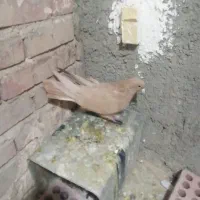 زرد کرمانی|پرنده|یزدان شهر, |دیوار