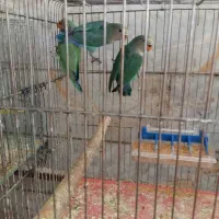 ۳عدد برزیلی ۵ماهه|پرنده|خوی, |دیوار