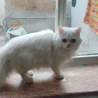 گربه پرشین نر|گربه|تبریز, |دیوار