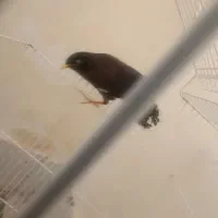 مینا افغانی