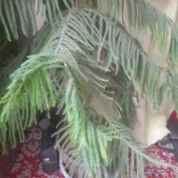 گل کاج مطبق|گل و گیاه طبیعی|کرمان, |دیوار