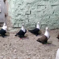 کبوتر کله سفید