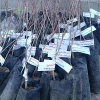 رقم تجاری نهال پسته و گردو و بادام