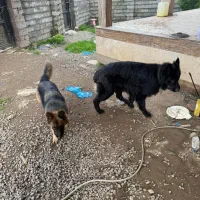 واگذاری سگ ژرمن شولاین