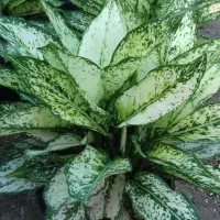 آگلونما برفی سطل7|گل و گیاه طبیعی|گتاب, |دیوار