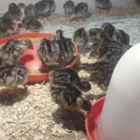 جوجه بوقلمون برنز انگلیسی