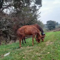 اسب|اسب و تجهیزات اسبسواری|نکا, |دیوار