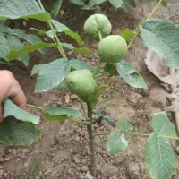 فروش نهال های خاص در آدا نهال