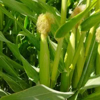 ذرت علوفه مرودشت