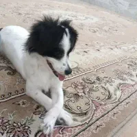 سگ اشپیتز