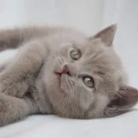 بچه گربه های بریتیش لیلاک|گربه|شیراز, شهرک سراج|دیوار