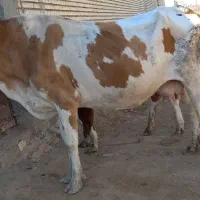 گاوخارجی با بچه اش گاو شنگوله المانی