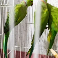 فروش ملنگو  نر سبز بالغ