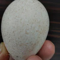 تخم بوقلمون.و مرغ شاخدار و مرغ لهستانی