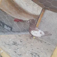 کبوتر سینه‌ای|پرنده|اهواز, علی آباد|دیوار