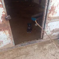 توله سگ گله ای|سگ|دزفول, |دیوار