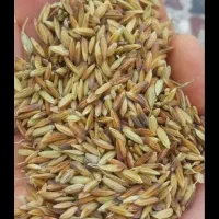 گندم فروشی