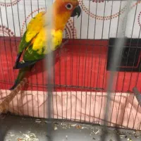 طوطی خورشیدی|پرنده|امیدیه, |دیوار