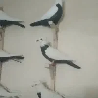 کفتر|پرنده|قزوین, |دیوار