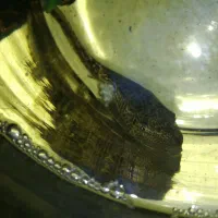 ماهی لجن خوار