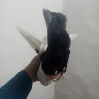 کبوتر دم سیاه