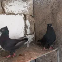 طوقی|پرنده|جم, |دیوار